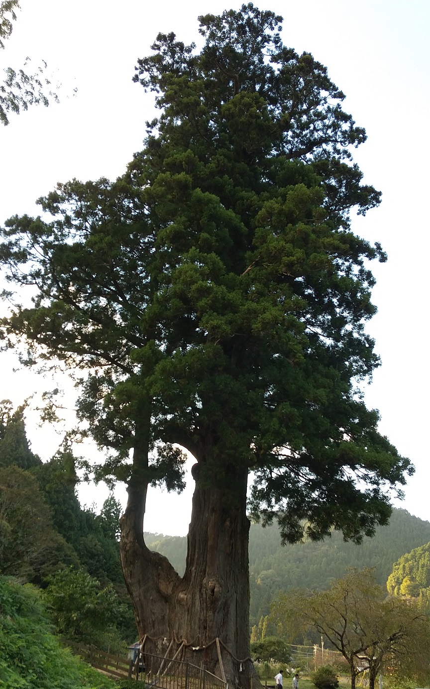 月瀬の大杉