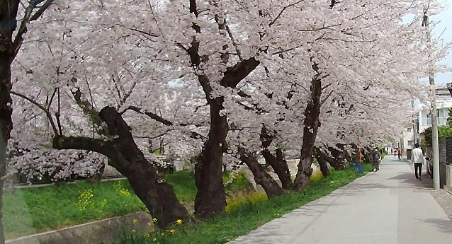 五条川の桜