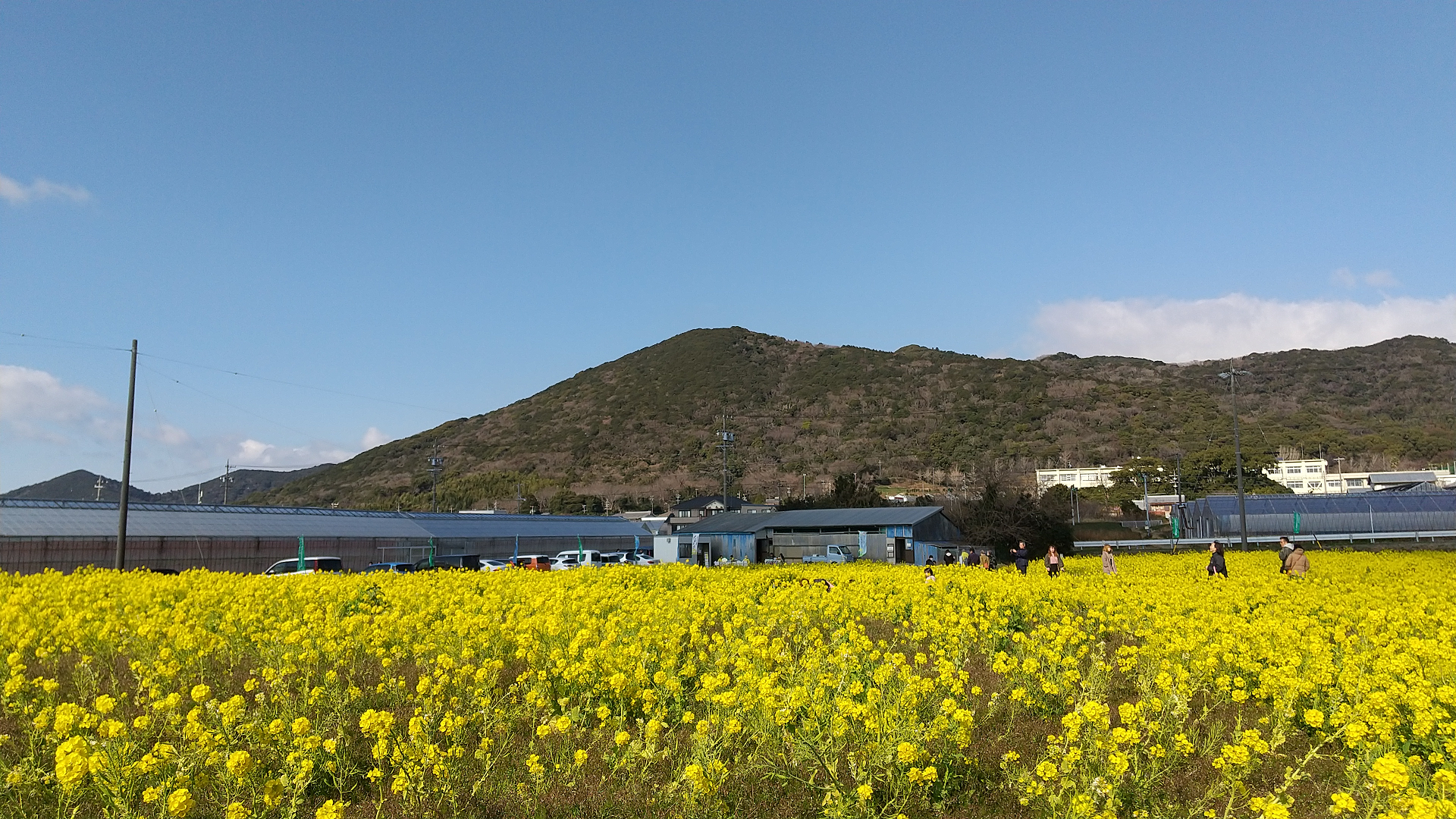 加治の菜の花畑