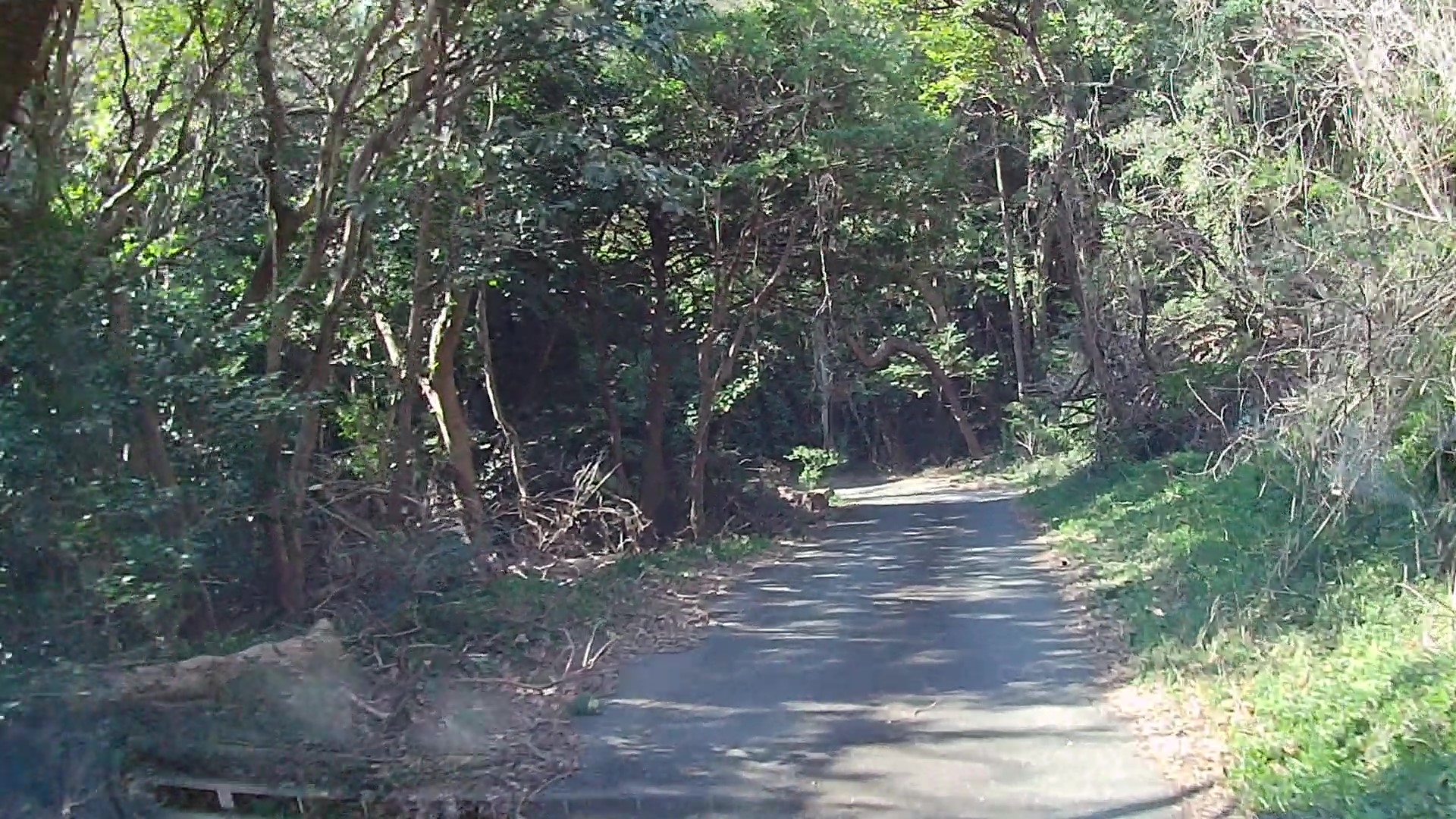 山の中の田原街道